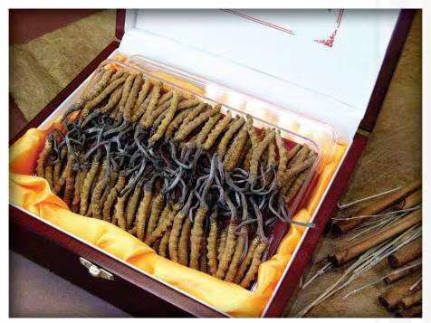 克拉玛依冬虫夏草回收